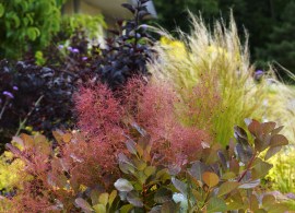 cotinus flamissimo (3)